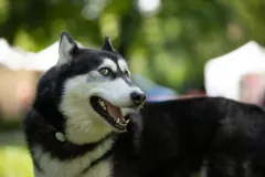 Kutyasfotozas_038