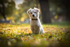 Kutyasfotozas_043